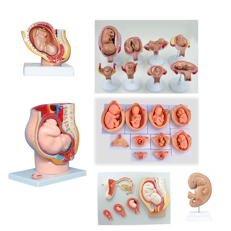 educational & training models educational & training models