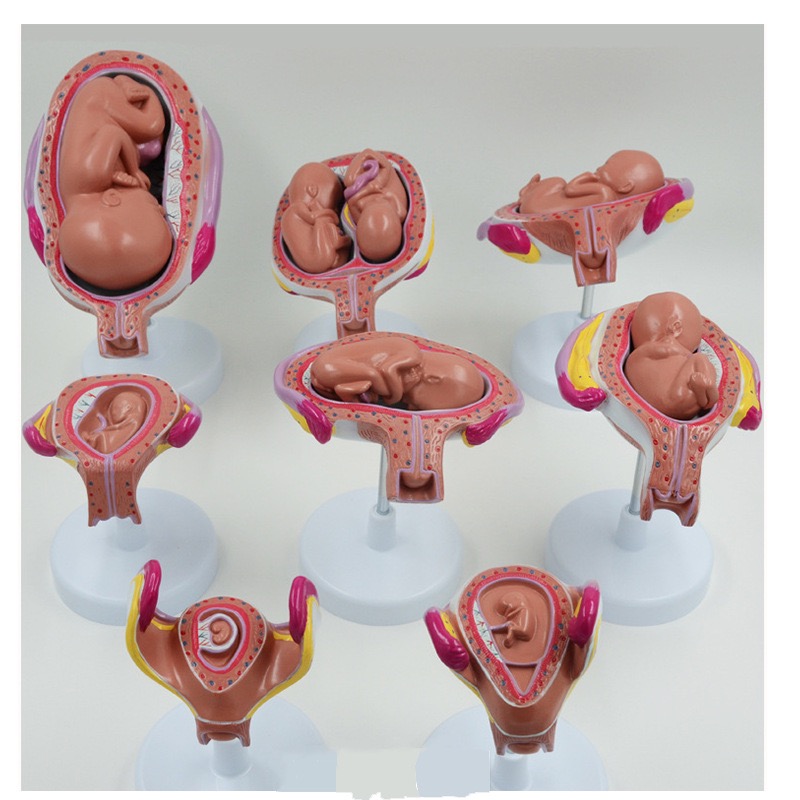 educational & training models educational & training models