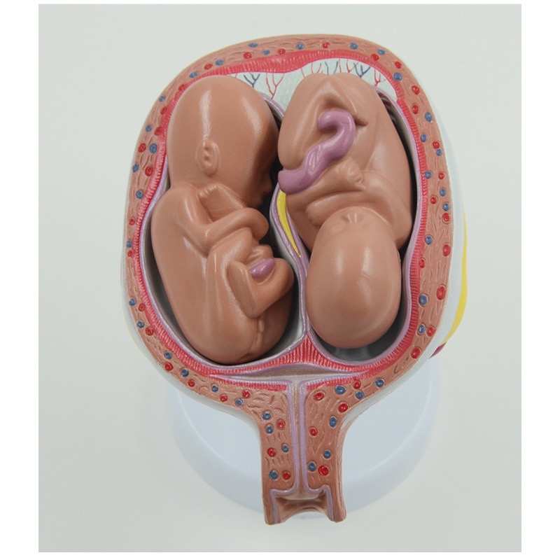 educational & training models educational & training models