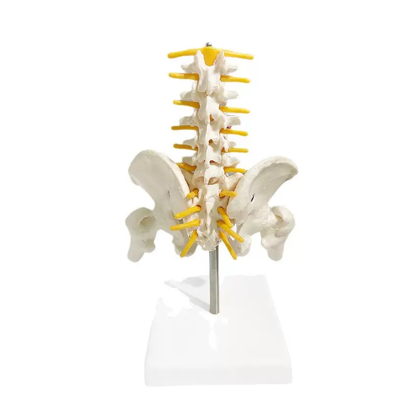 educational & training models educational & training models