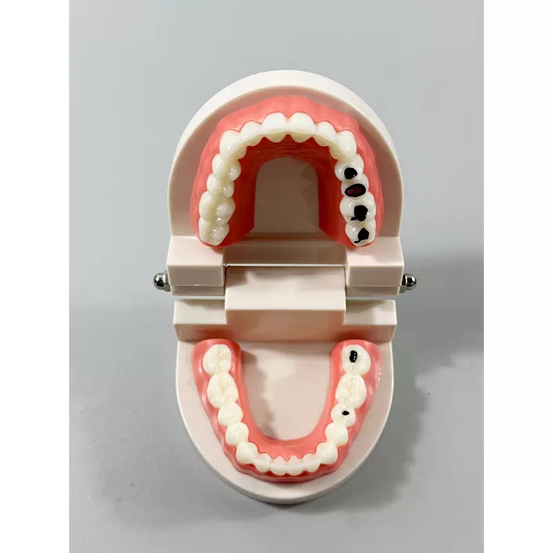 educational & training models educational & training models