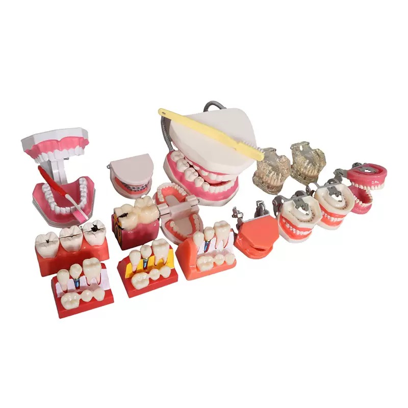 educational & training models educational & training models