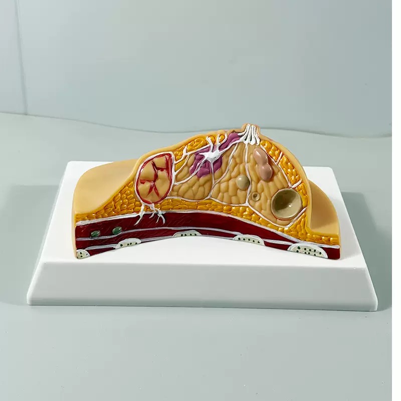 educational & training models educational & training models