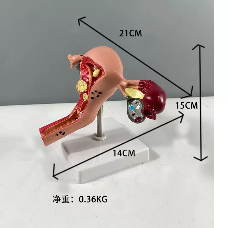 educational & training models educational & training models