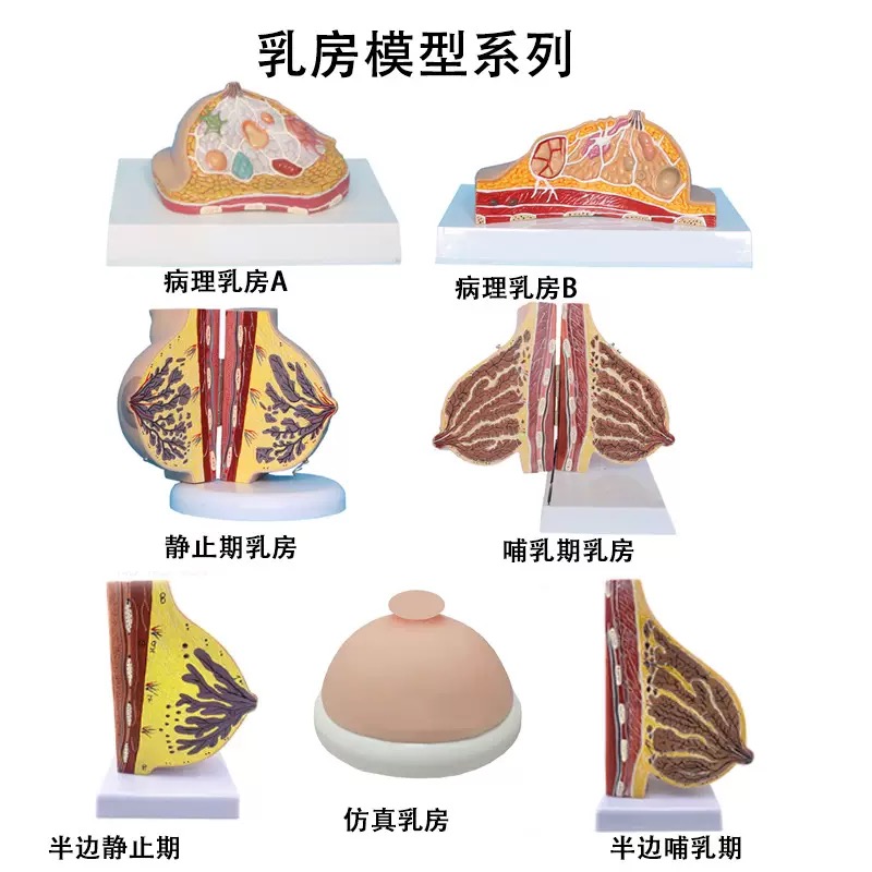 educational & training models educational & training models