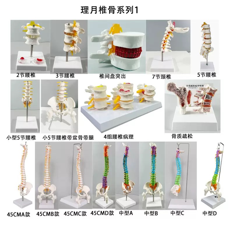 educational & training models educational & training models