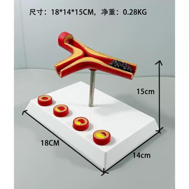 educational & training models educational & training models