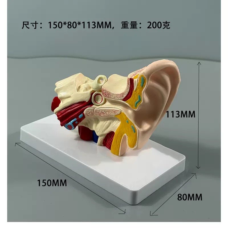 educational & training models educational & training models