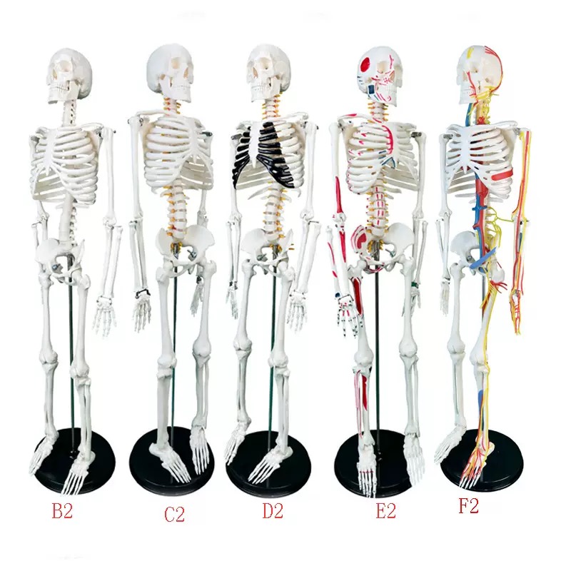 educational & training models educational & training models