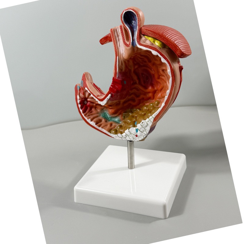 educational & training models educational & training models