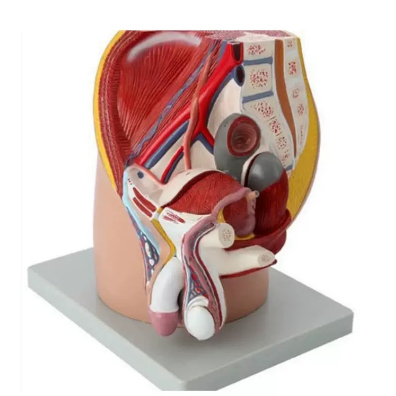 educational & training models educational & training models