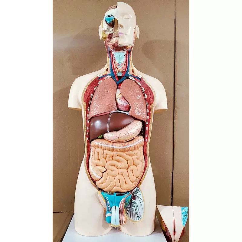 educational & training models educational & training models