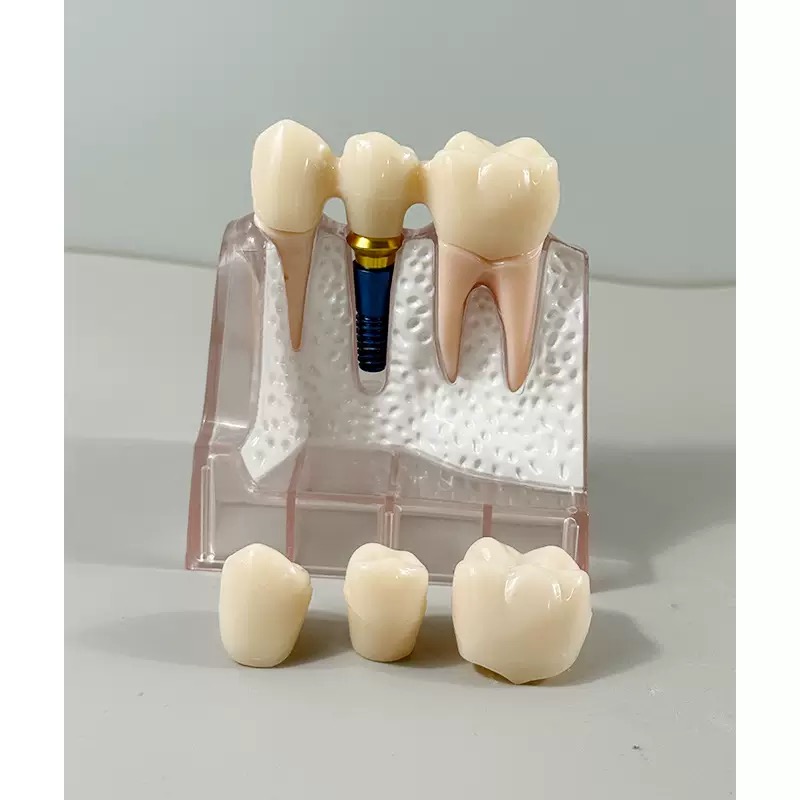 educational & training models educational & training models