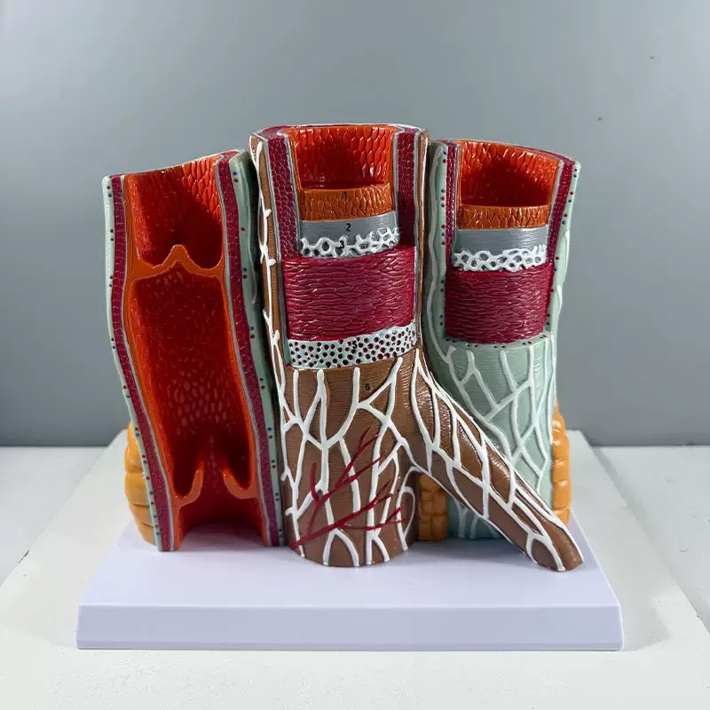 educational & training models educational & training models