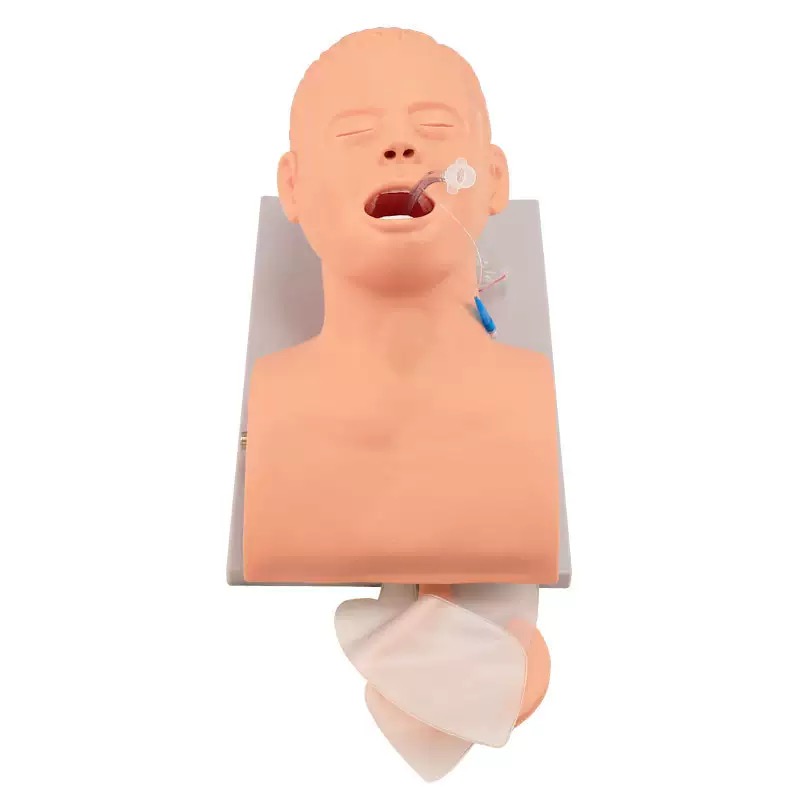 educational & training models educational & training models