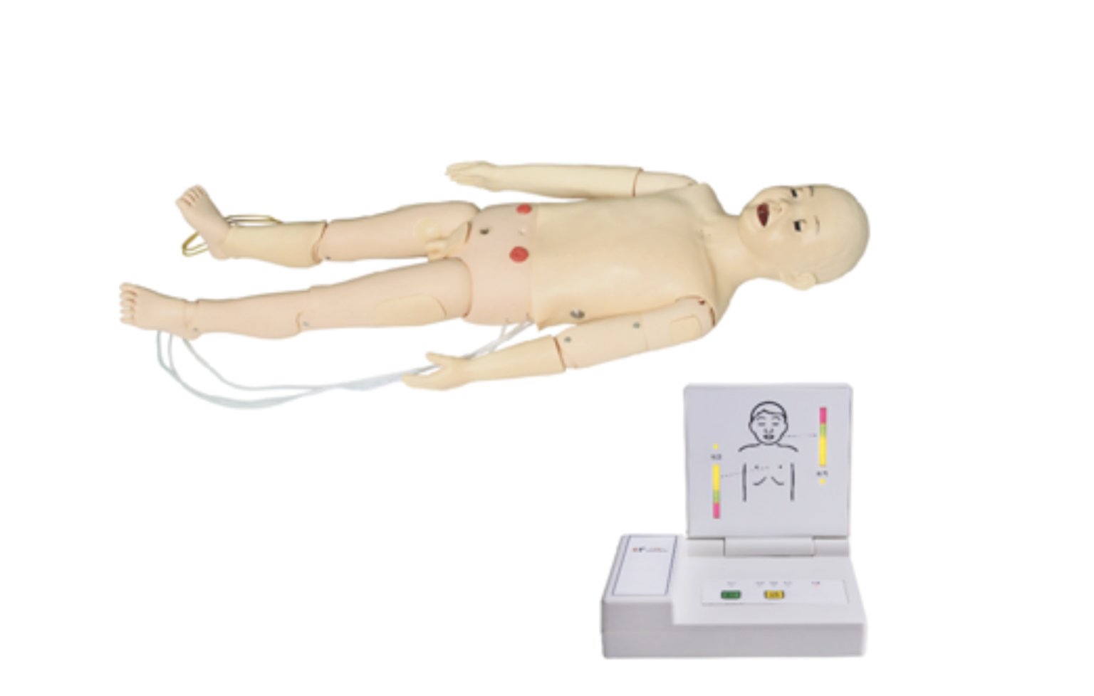 educational & training models educational & training models