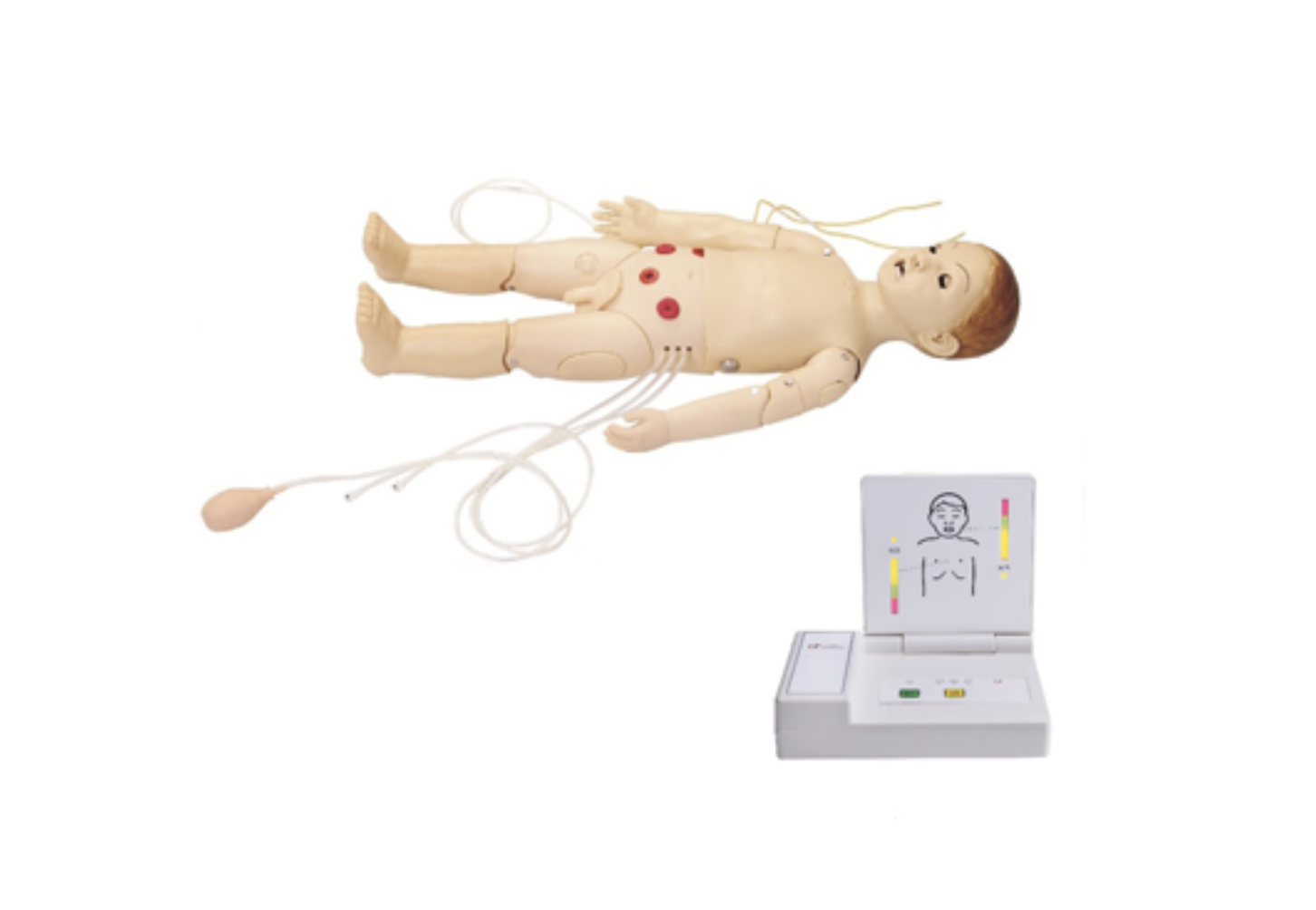 educational & training models educational & training models