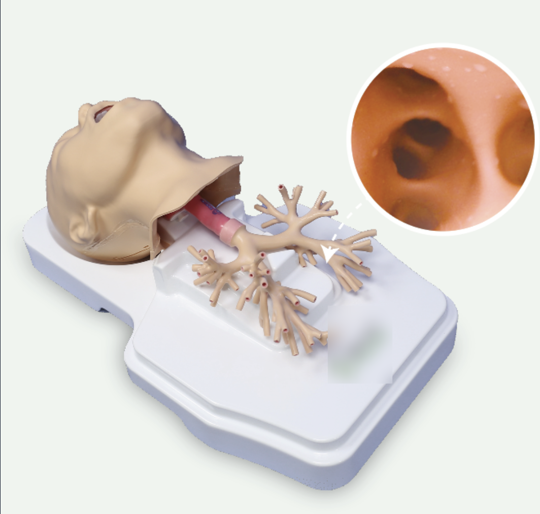 educational & training models educational & training models