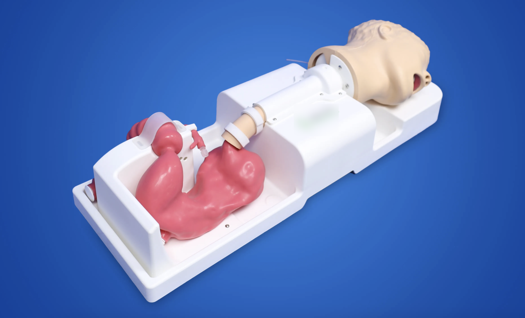 educational & training models educational & training models