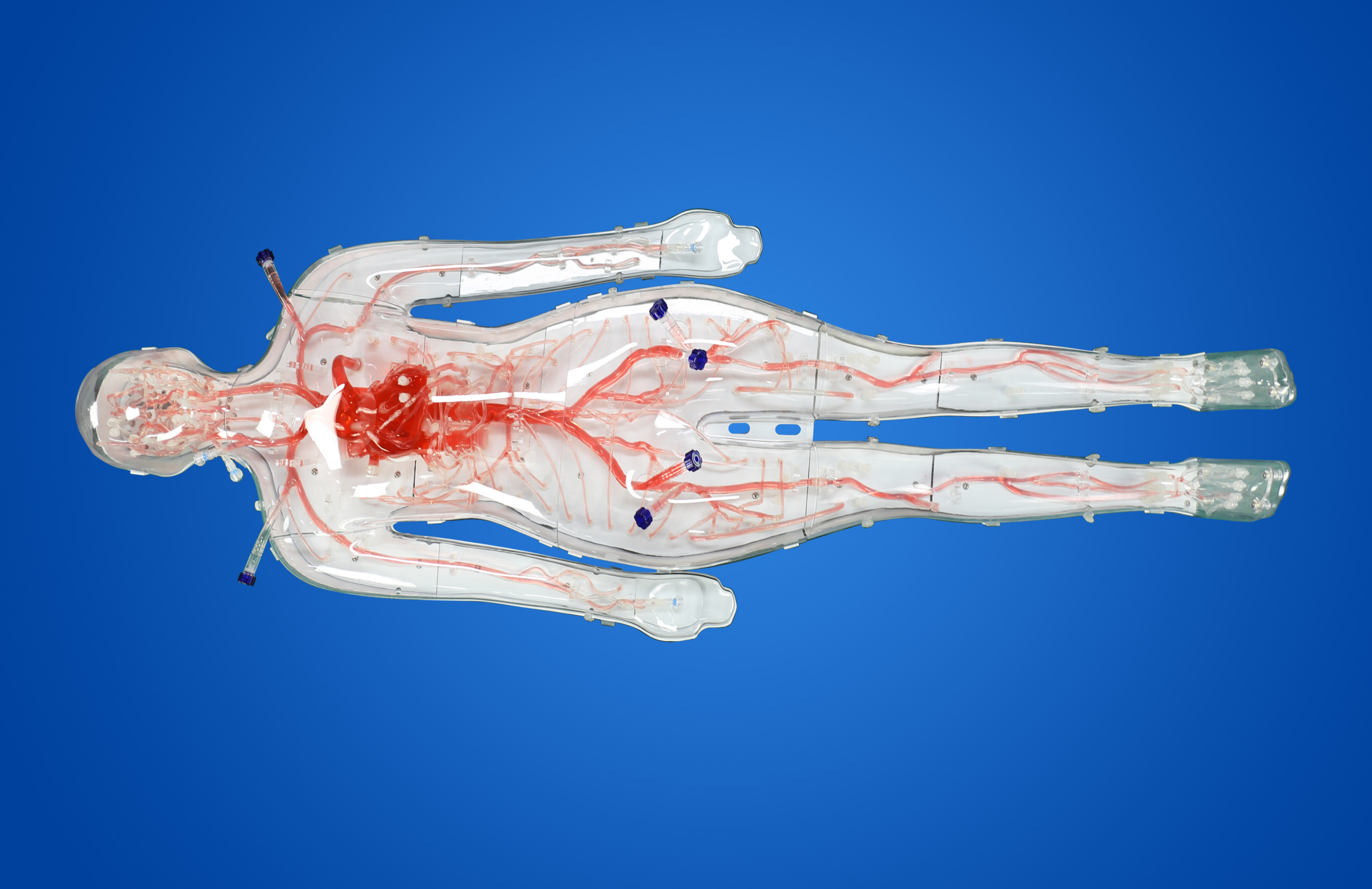 educational & training models educational & training models